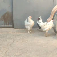 مرغ خروس گلین و سلطان|حیوانات مزرعه|اصفهان, رهنان|دیوار