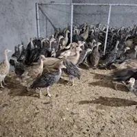 جوجه بوقلمون برنز و بوربون ۲ماهه