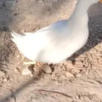 سه تا اوردک ماده تخم میزاره دوتا نر