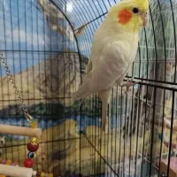 عروس هلندی نر و ماده|پرنده|ورامین, خیر آباد|دیوار