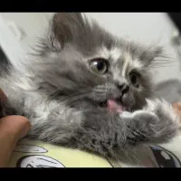 گربه بریتیش اسکاتیش