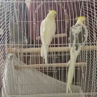 عروس هلندی طوطی پرنده سخنگو مولد