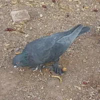 کفتر پرشی پاپر|پرنده|بیرجند, |دیوار
