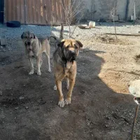 سگ پژدر عراقی نگهبان