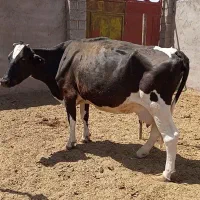 گاو هلشتاین