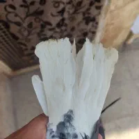 کفتر نر زاغ دم سفید..|پرنده|پاکدشت, پاکدشت (مامازند)|دیوار