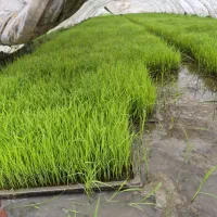 فروش سینی نشا اماده