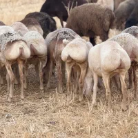 بره|حیوانات مزرعه|مرودشت, نقش رستم|دیوار