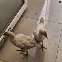جوجه خروس