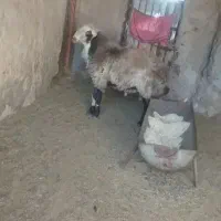 شیشک دو دندان برا قوچی گله از نسل جمل زا هترو