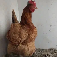 مرغ تخم گذار