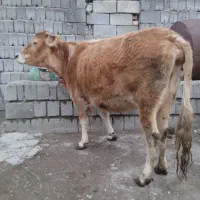 گاو با گوساله