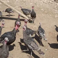 بوقلمون سالم وسرحال|پرنده|سیروان, |دیوار