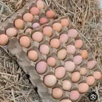 مرغ تخم گذار جوجه تخم مرغ نطفه دار|حیوانات مزرعه|رباطکریم, رباطکریم|دیوار