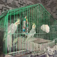 طوطی عروس هلندی|پرنده|لاهیجان, لیل|دیوار