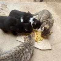 ۴تا بچه گربه کیوت