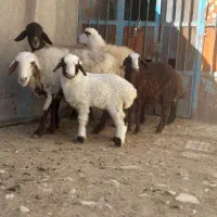 گوسفند. میش و بره. دوتا میش. یه بزغاله|حیوانات مزرعه|اشترینان, |دیوار