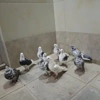 ساعت سنگین|ساعت|نورآباد, |دیوار