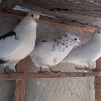 کفتر پرشی