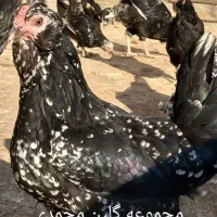 تخم مرغ نطفه دار گلین