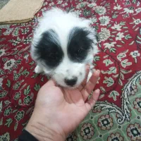 سگ های شیتزو|سگ|خمینی‌شهر, |دیوار