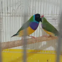 جفت فنچ گلدین