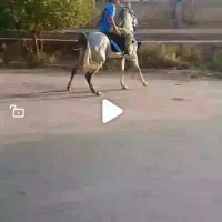 اسب