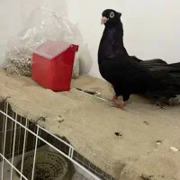 کبوتر زاغ صرب نر و ما