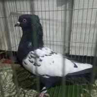 سینه سیا کلایی