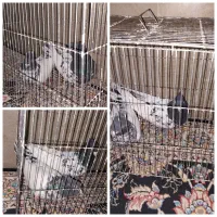 فروش یه جفت کله سیاه جوان