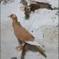 ۴عدد کبوتر پلاکی|پرنده|آبپخش, |دیوار