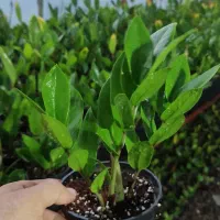 گل زامیفولیا زامفولیا زیر قیمت