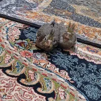 جفت جوجه عروس|پرنده|زابل, |دیوار