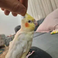 عروس هلندی|پرنده|شهریار, شهرک وائین|دیوار