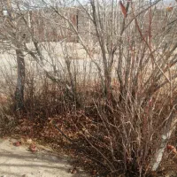 حراج نهال درخت سیب