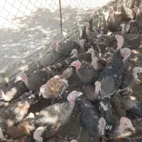جوجه بوقلمون سه ماهه|حیوانات مزرعه|شاهین دژ, |دیوار