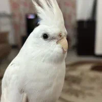 عروس هلندی سفید