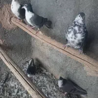 کبوتردمگیر|پرنده|برخوار, |دیوار