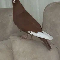 سرخ گارا کبوتر|حیوانات|الوند, |دیوار