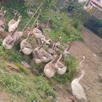 اردک و غاز محلی|حیوانات مزرعه|قائم‌شهر, |دیوار