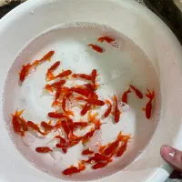 ماهی قرمز|ماهی|کرج, اصفهانی‌ها|دیوار