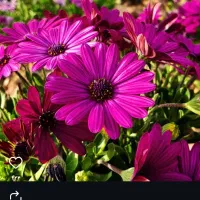 مدل میکاپ و شنیون هستم