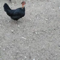 مرغ و خروس|حیوانات مزرعه|اهواز, فولاد|دیوار