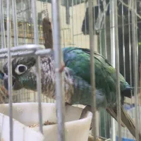 جفت نر و ماده بالغ گرینچیک تراکوییس