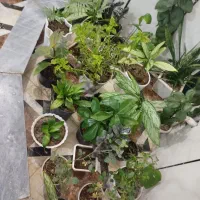 موبایل|موبایل|اسلام‌‌آباد غرب, |دیوار