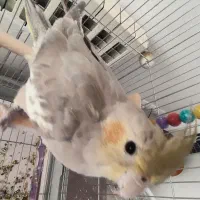 دوعدد عروس هلندی|پرنده|نهبندان, |دیوار