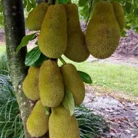 نهال پاپایا دراگون فروت گوجی بری جک فروت و