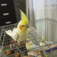 چهار تا  جوجه عروس هلندی لوتینو