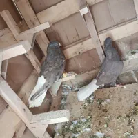 کفتر|پرنده|شیراز, نارنجستان|دیوار