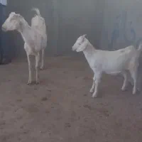 بزسانن